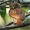 rufous morph Ridgway's Pygmy Owl