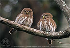 pair Ridgway's Pygmy Owl