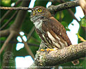 calling Ridgway's Pygmy Owl