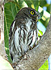 brown morph Ridgway's Pygmy Owl