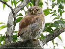 brown morph Ridgway's Pygmy Owl