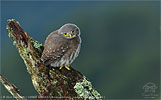 juvenile Guatemalan Pygmy-Owl