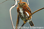 Guatemalan Pygmy-Owl