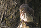 Guatemalan Pygmy-Owl