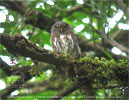 Guatemalan Pygmy-Owl