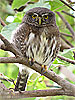 Guatemalan Pygmy-Owl