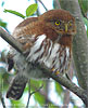 Guatemalan Pygmy-Owl