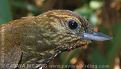 Wedge-billed Woodcreeper