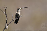 Plain-capped Starthroat