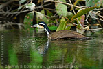 Sungrebe