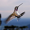 Long-billed Starthroat