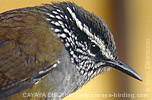 Gray-breasted Wood-Wren