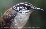 White-breasted Wood-Wren