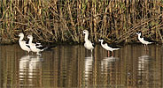 Black-necked Stilt and American Avocet