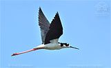 Black-necked Stilt