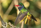 Blue-throated Goldentail