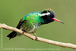 White-eared Hummingbird