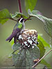 White-eared Hummingbird nesting