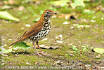 Wood Thrush