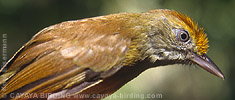 Tawny-crowned Greenlet