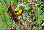 Yellow-backed Oriole