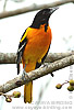 Baltimore Oriole