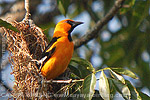 Altamira Oriole