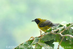 Bar-winged Oriole