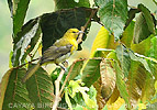 Bar-winged Oriole