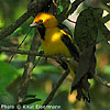 Yellow-tailed Oriole