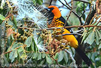 Spot-breasted Oriole