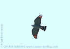 Plumbeous Kite