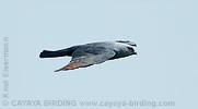 Plumbeous Kite