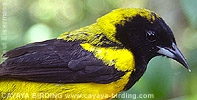 Black-cowled Oriole