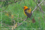 Streak-backed Oriole