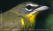 Yellow-breasted Chat