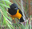 Black-vented Oriole