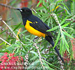 Black-vented Oriole