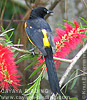 Black-vented Oriole