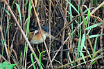 Least Bittern 