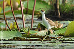 Northern Jacana