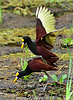 Northern Jacana