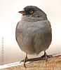 Yellow-eyed Junco