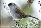 Yellow-eyed Junco