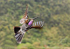 male Amethyst-throated Mountain-gem