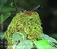 nest Amethyst-throated Mountain-gem