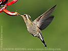 female Amethyst-throated Mountain-gem