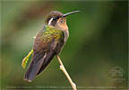 female Amethyst-throated Mountain-gem