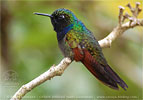 male Garnet-throated Hummingbird