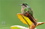 female Garnet-throated Hummingbird